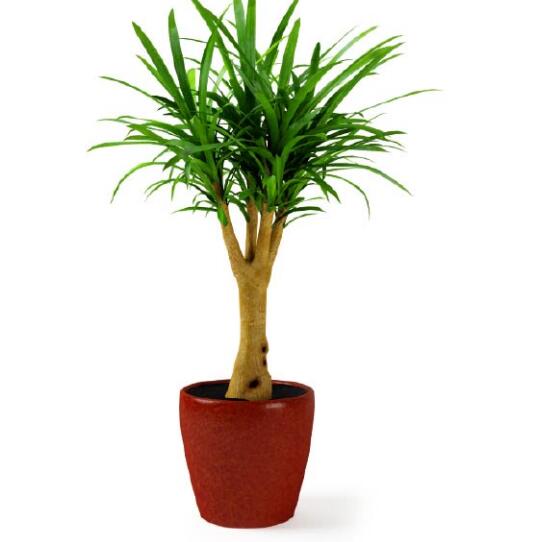盆栽植物3Dmax模型第二季 (44).jpg