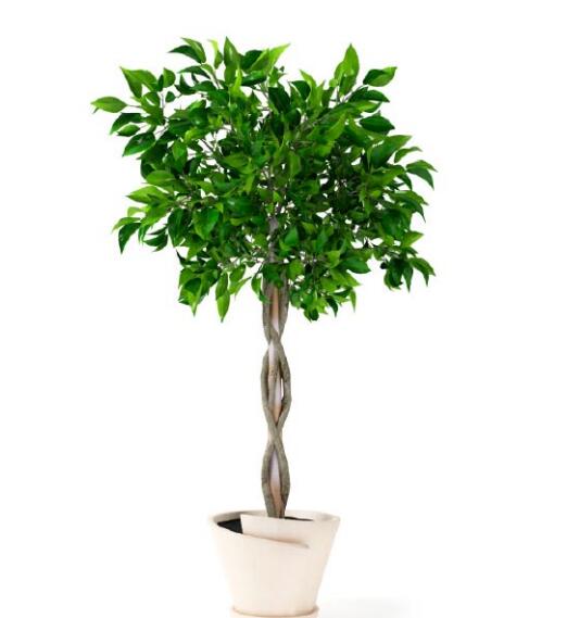 盆栽植物3Dmax模型第二季 (48).jpg