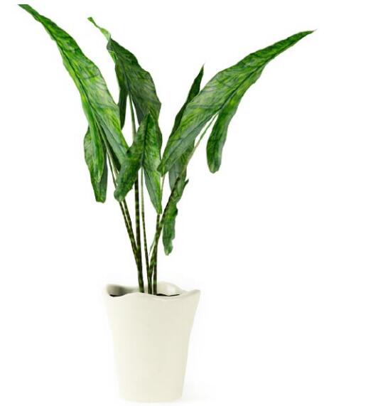 盆栽植物3Dmax模型第二季 (51).jpg