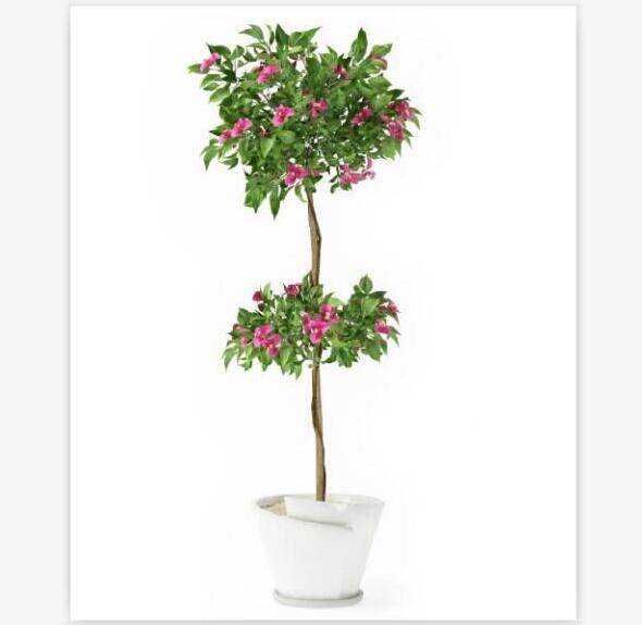 盆栽植物3Dmax模型第二季 (55).jpg
