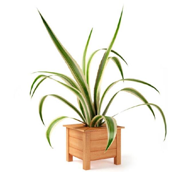 盆栽植物3Dmax模型第二季 (62).jpg