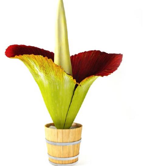 盆栽植物3Dmax模型第二季 (63).jpg