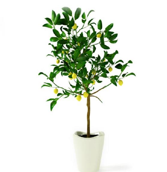 盆栽植物3Dmax模型第二季 (64).jpg